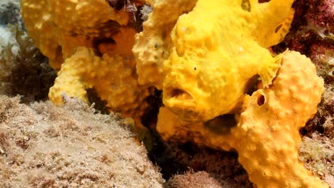 pez rana en el arrecife de coral del mar caribe alrededor de curacao
