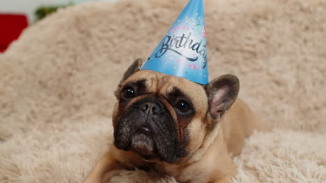 pug dog wearing birthday cone hat on sofa looks at camera with curious face waiting for party fun