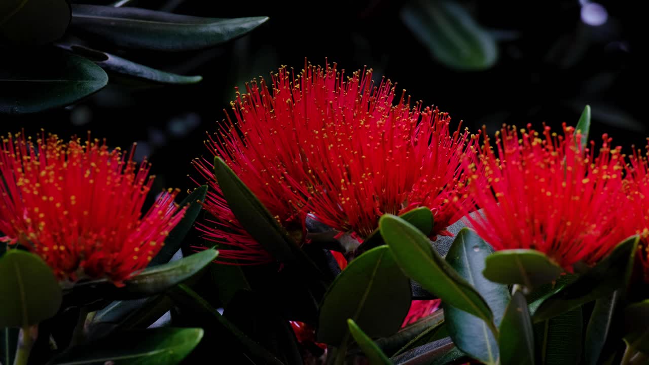 Closeup beautiful vivid red Pohutukawa blossoming during festive Christmas period in summer season of New Zealand Aotearoa