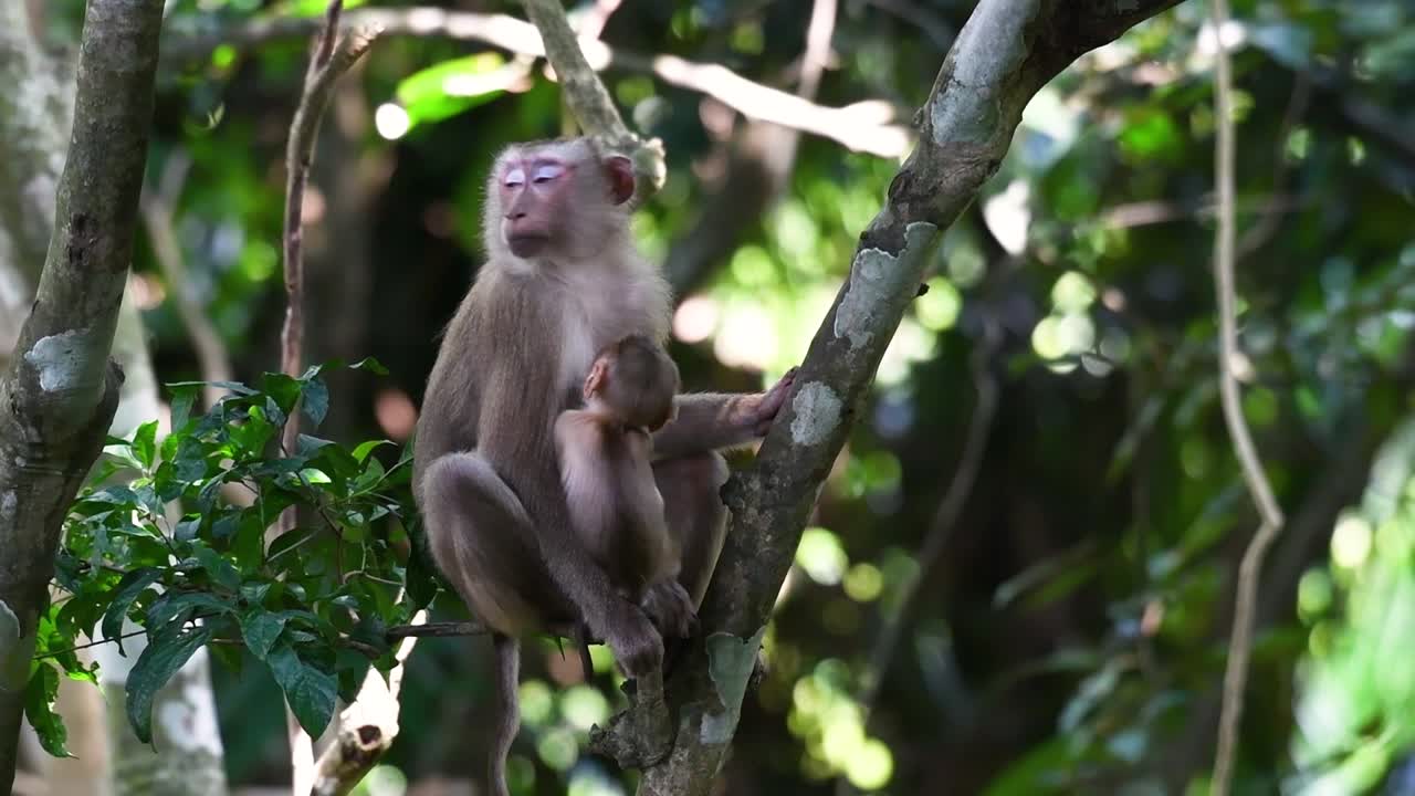 el macaco de cola de cerdo del norte es un primate que se encuentra comúnmente en el parque nacional de khao yai, aunque es una especie vulnerable