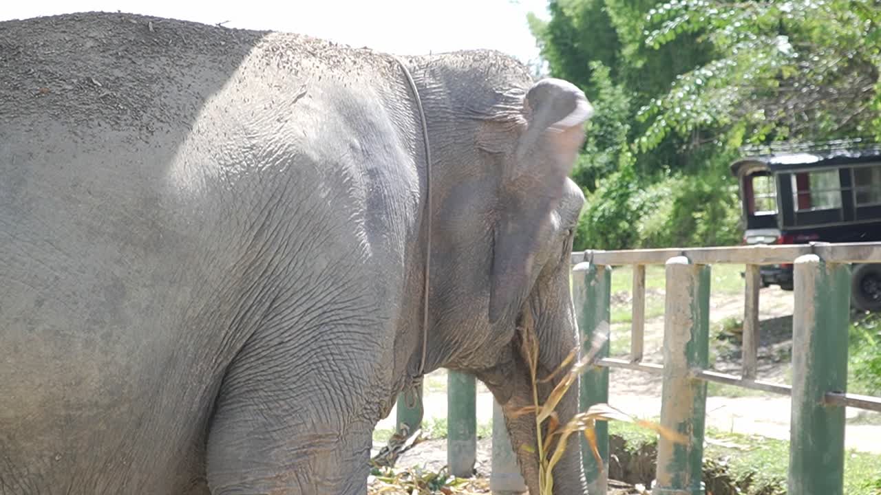 성소에서 키 큰 풀을 먹고 있는 배고픈 코끼리