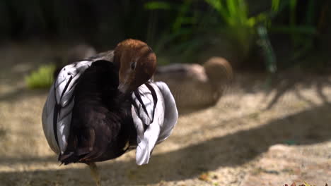 slow motion view of maned duck or australian wood duck cleaning itself