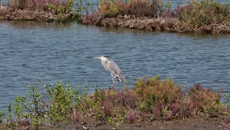 Camera-slides-to-zoom-out-while-this-bird-stands-on-one-leg-facing-to-the-le-left,-Grey-Heron-Ardea-cinerea,-Thailand