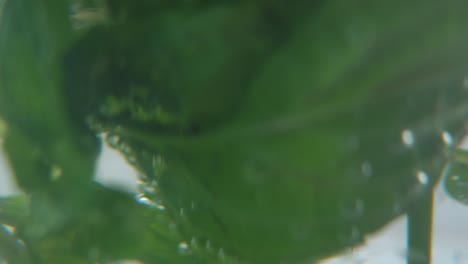 Una-Foto-Macro-De-Una-Hoja-De-Menta-Verde-Fresca-Orgánica-Llena-De-Agua-Caliente-En-Un-Vaso,-Vapor-Y-Burbujas,-Té-Desintoxicante-Fresco-Y-Saludable,-Profundidad-De-Campo-Borrosa,-Video-Cinematográfico-Lento-Y-Suave-De-4k,-Inclinado-Hacia-Arriba