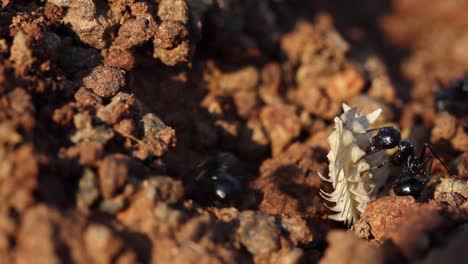 ant colony collecting food for storage