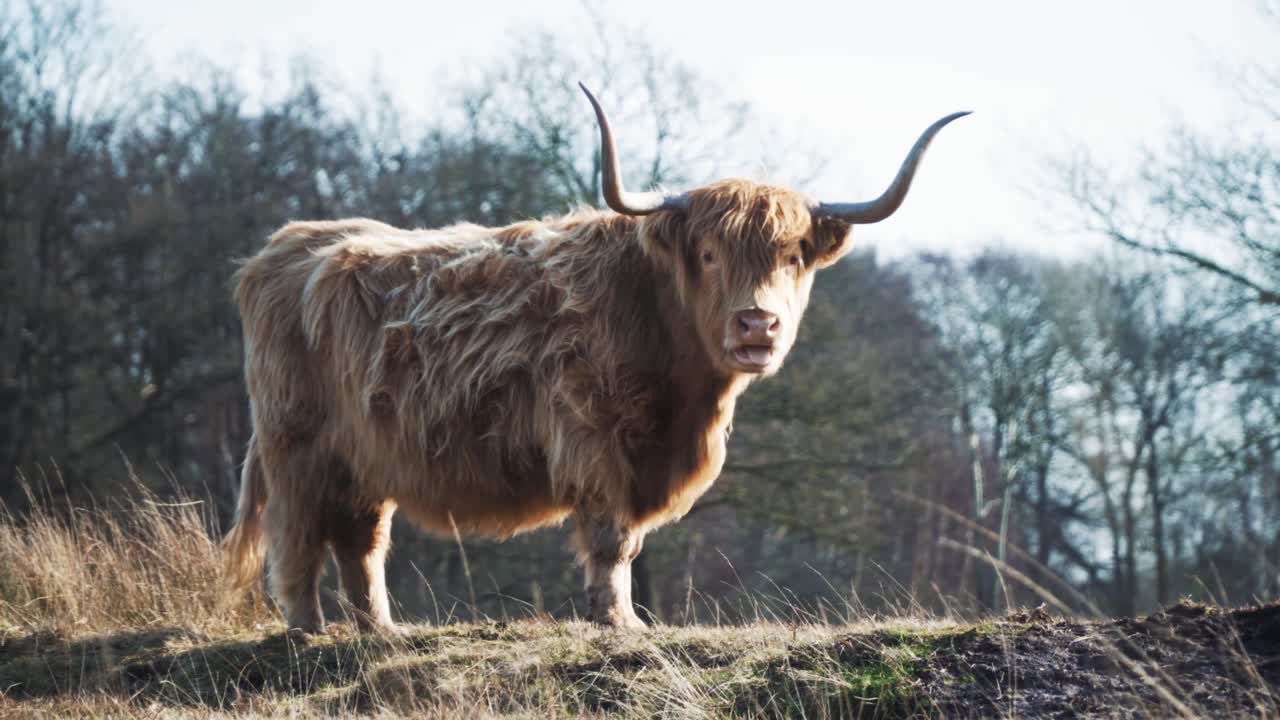 Shaggy highland cow stand on dry grass with large horn under soft light and tree in Scotland, still pose show strong figure in quiet outdoor field with peaceful rural background