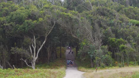 gente entrando en un espeso bosque de eucaliptos en las islas cies