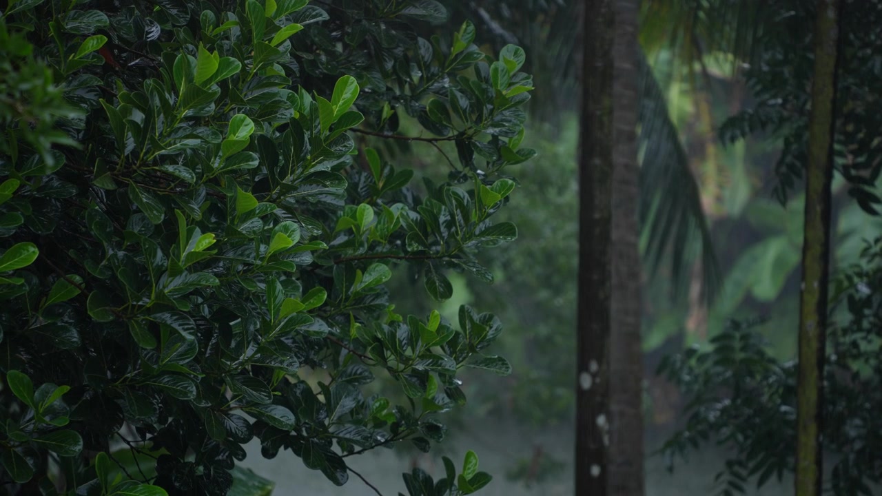 木の葉に降る雨