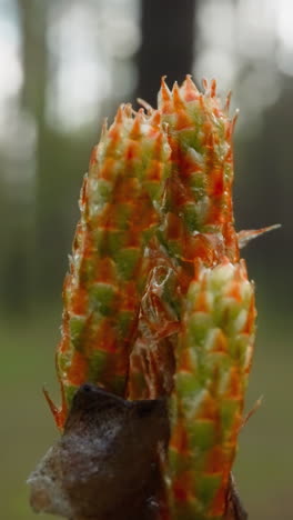 Young Scots pine shoots grow in forest. Green and orange candles of Pinus sylvestris tree. Natural flora of wooden area in spring on blurred background