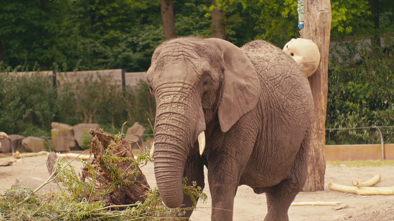 grazing eating elephant wildlife animal in the zoo, digital film look