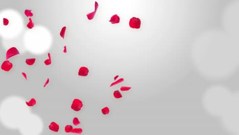 random rose petals against white loop background. great for presentations, forms, ad.