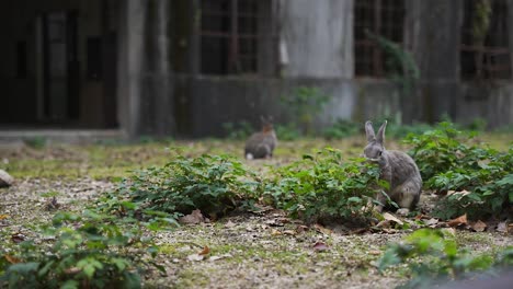 Conejos-Salvajes-En-Okunoshima,-La-&quot;isla-De-Los-Conejitos&quot;-De-Japón