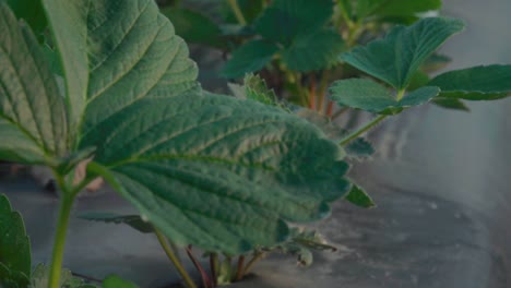 Strawberry-leaves-in-early-morning-light,-Close-Up-Detail-Shot