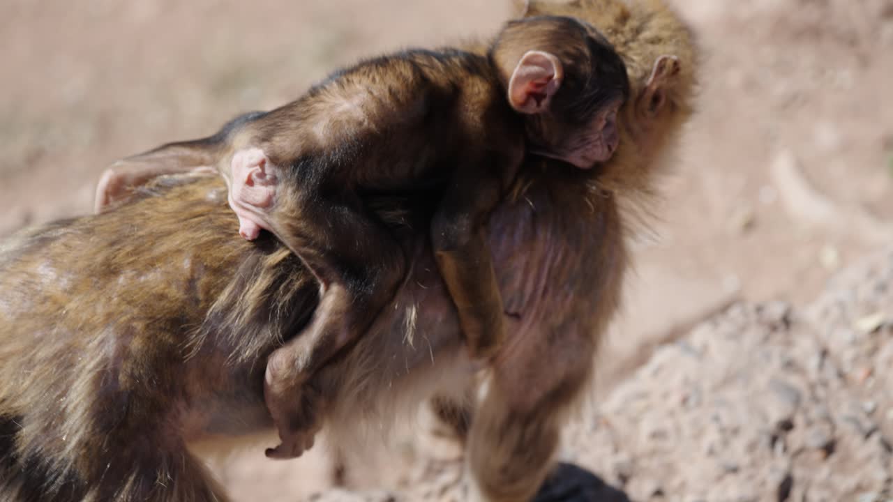 A tiny Barbary macaque rests peacefully on its mother’s back in the sunlit terrain of Ouzoud Waterfalls, Morocco.