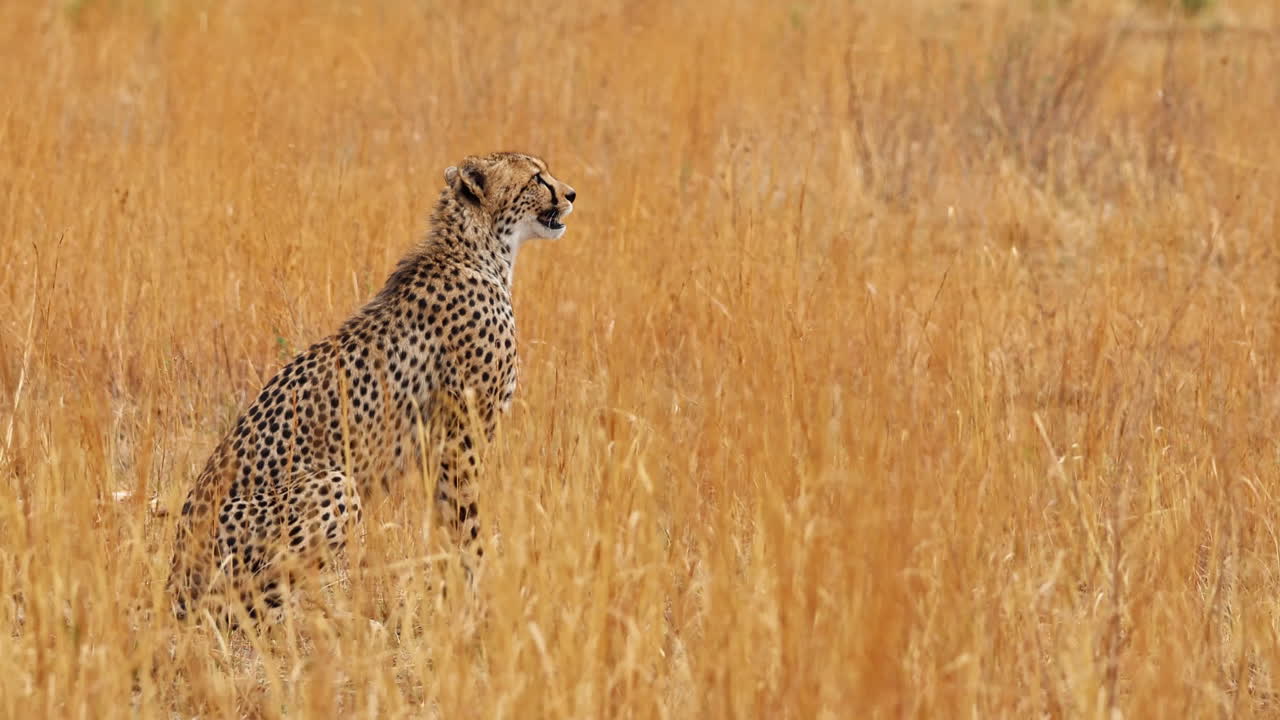 Cheetah Sitting in Tall Grass