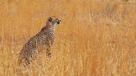 cheetah sitting in tall grass