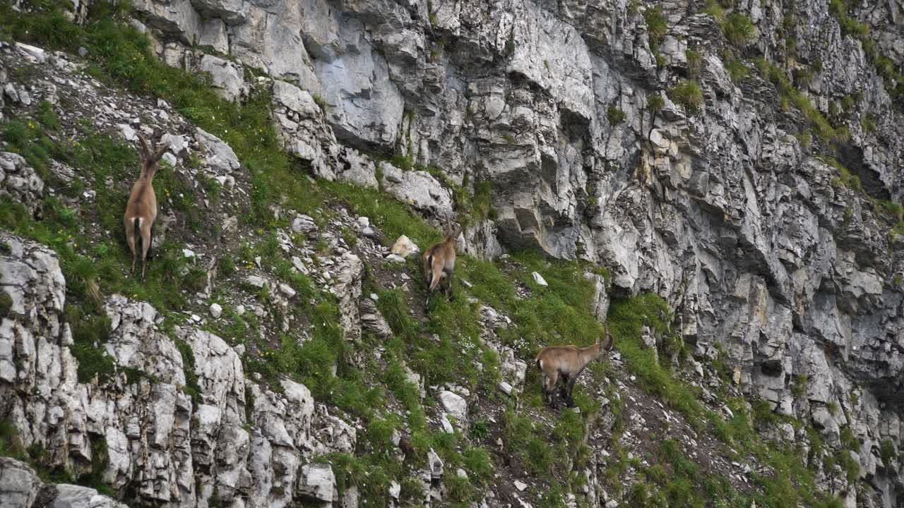 manada de cabra montés alpino capricornio de pie sobre un acantilado escarpado capra ibex