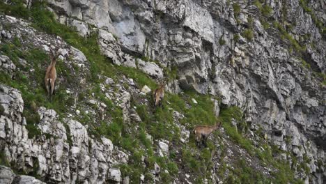 herd of alpine ibex capricorn standing on steep cliff capra ibex