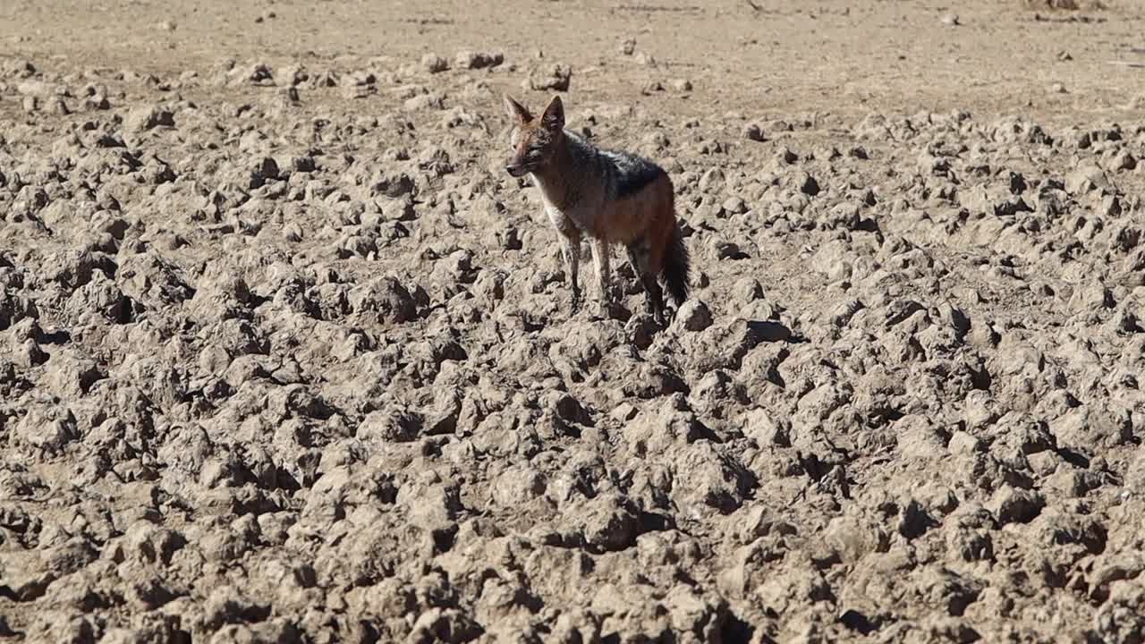 el chacal de lomo negro se alza sobre montículos de barro seco en el desierto