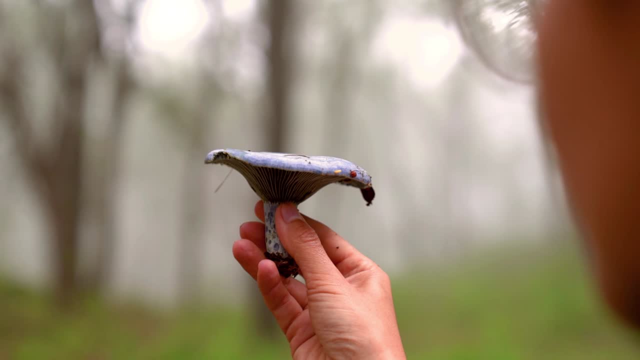 Kvinna med blå mjölkskivling i skogen.