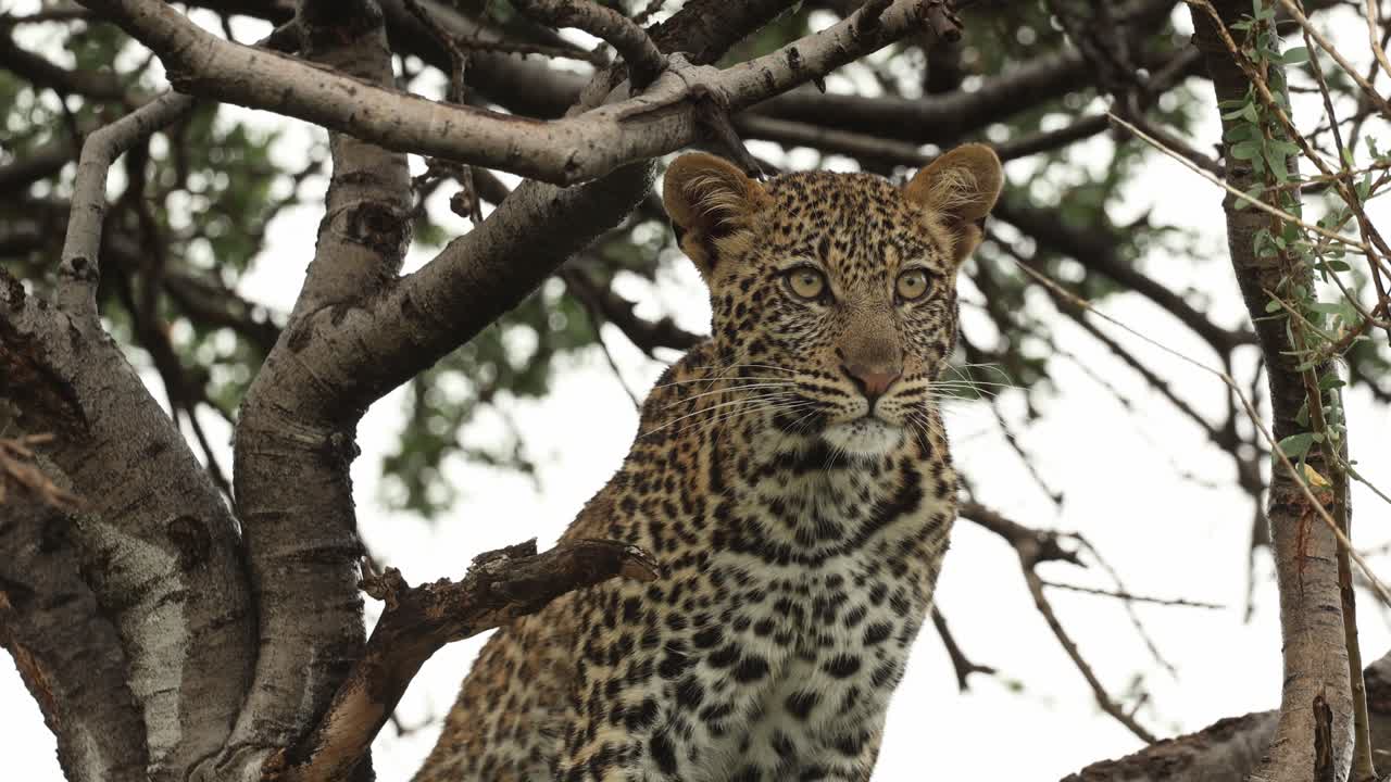 A cute leopard cub sitting in a tree and looking into the distance, Mashatu Game Reserve.