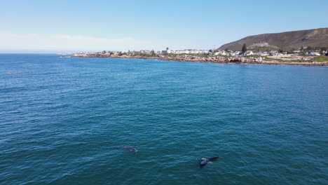 cría de ballena cerca de mamá con la cola fuera del agua - hermanus costero, sudáfrica