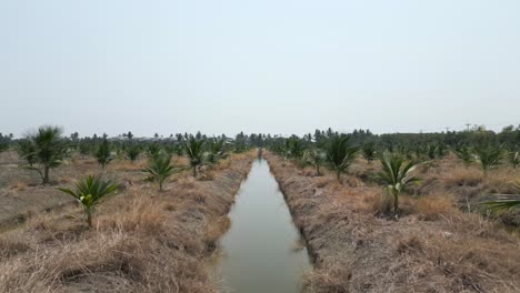 young coconut tree plantation with irrigation channels