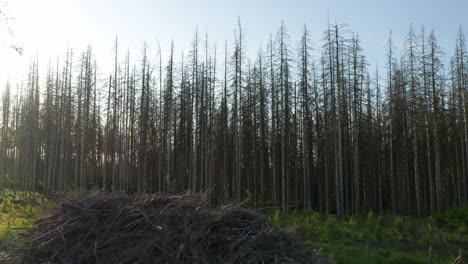 drone shot of pile of dead branches with dead dry spruce forest hit by bark beetle disaster in czech damaged countryside in the background