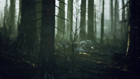 mysterious forest with tall trees and dim light in a quiet environment