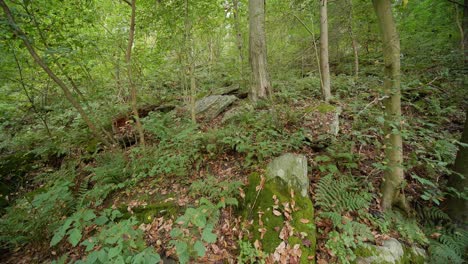 Waldhain-In-Pennsylvania-In-Der-Nähe-Von-Wissahickon-Creek