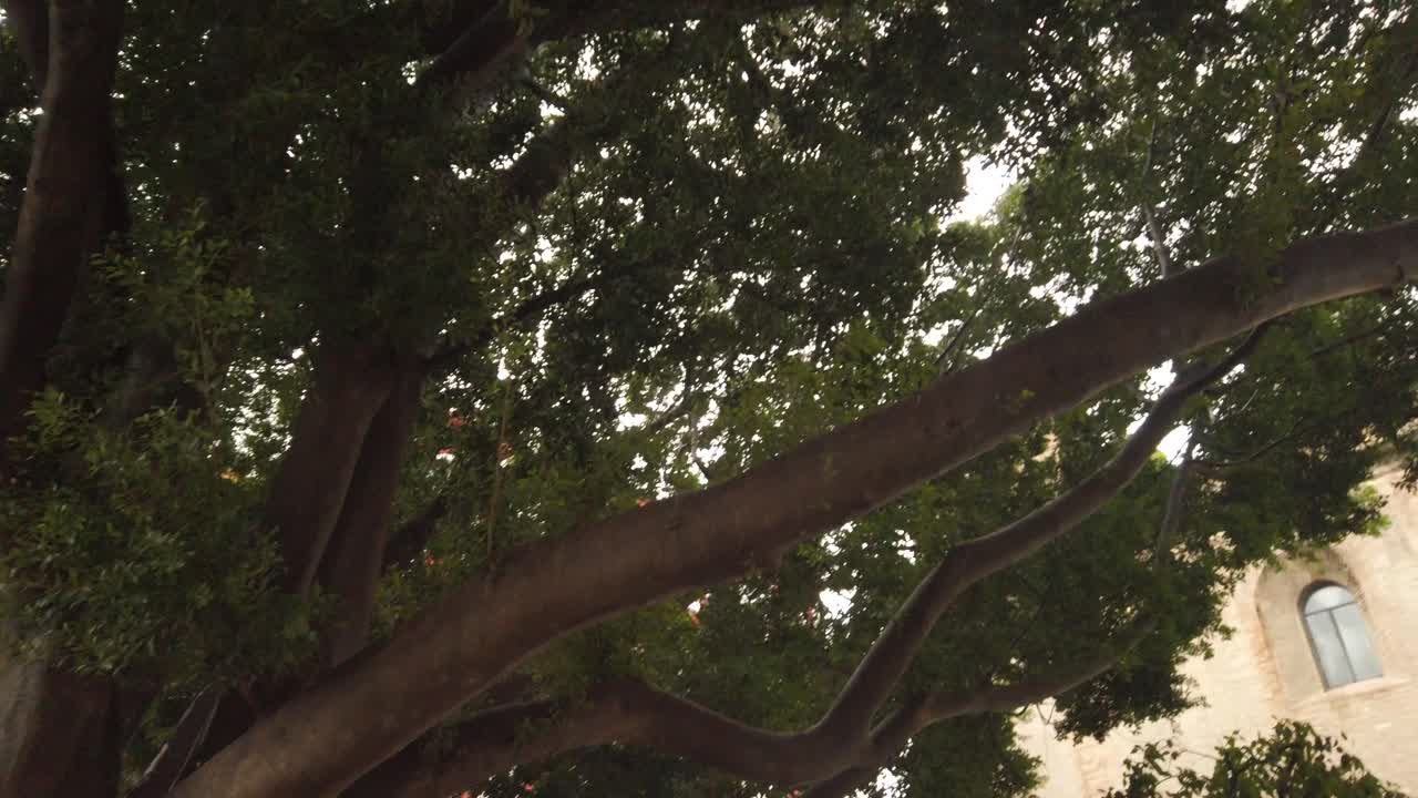 Massive branches of enormous tree with green leaves, Low Angle Pan Right
