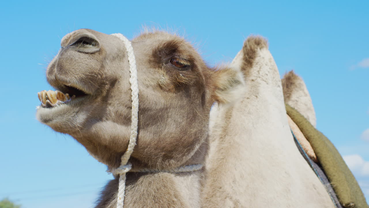 primer plano de un camello de embalaje mastica hierba mientras espera