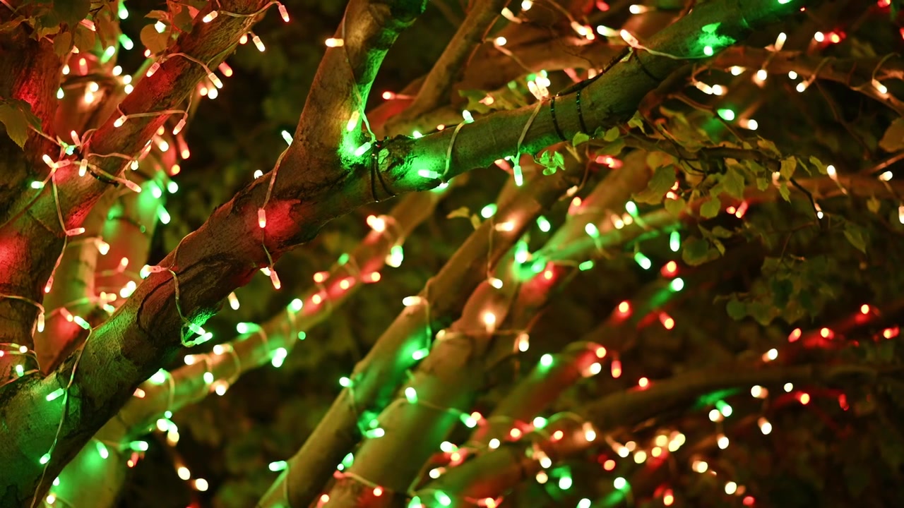 Rack Focus from Blurred Christmas Lights to Decorated Tree Branches