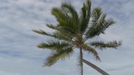 Coconut Palm Tree At The Beach With Clouds In Blue Sky In Background