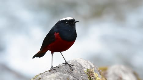 el colirrojo de cabeza blanca es conocido por su hermosa corona blanca, alas de color azul oscuro negruzco y marrón debajo de las plumas y su cola comienza con rojo