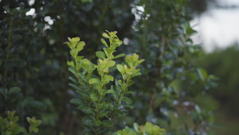 close-up of yerba mate tree, leaf used to prepare traditional argentine infusion