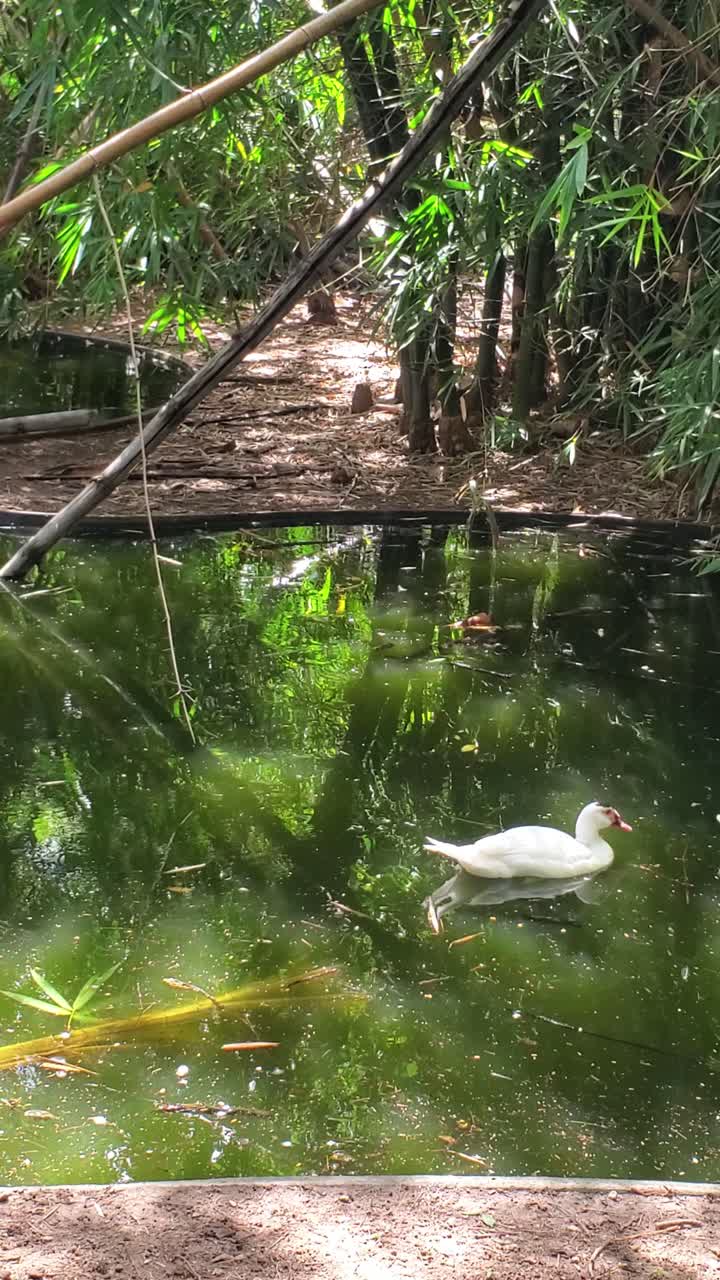 Vertical shot Muscovy duck drinking at the edge of a green pond surrounded by tropical vegetation and reflections