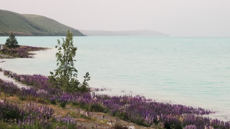 a beautiful scene of lupin flowers blooming amidst the mist near lake tekapo in new zealand