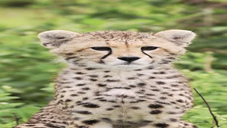 cute baby animals of cheetah cub, close up portrait of cheetahs in africa, african wildlife vertical video for social media, instagram reels and tiktok in tanzania in serengeti national park