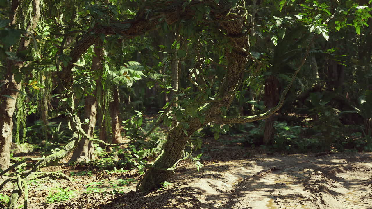 Lush rainforest scene in peru with twisting vines and dense foliage