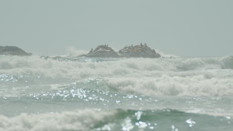 rough waves with sea lions relaxing on rocky outcrop in the ocean