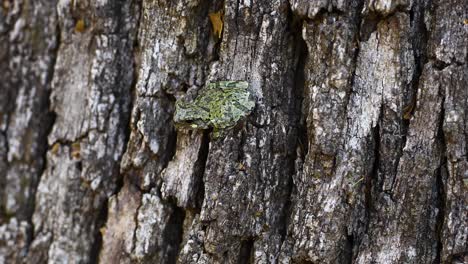video macro estático de una rana arbórea gris juvenil en un árbol