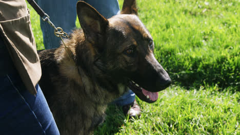 shepherd dog with his owner in the farm 4k