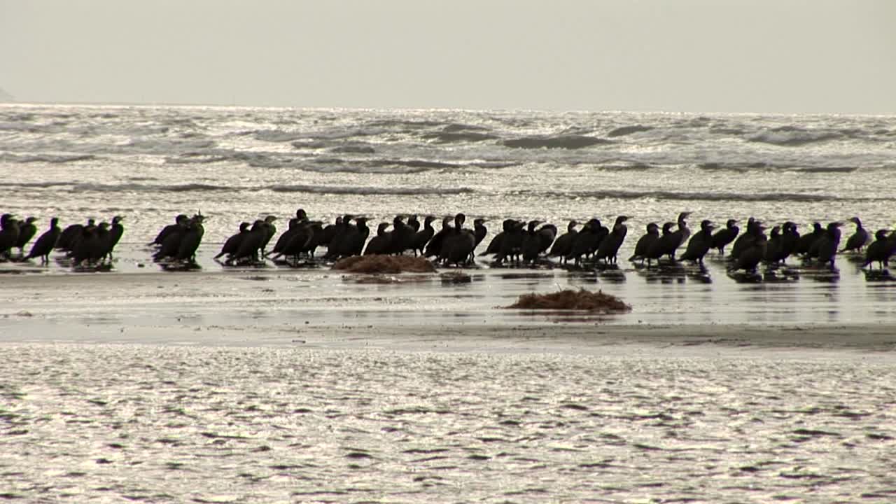 크산티 (greece) 의 바다에 둘러싸인 모래 섬에 앉아 있는 무새 한 어리