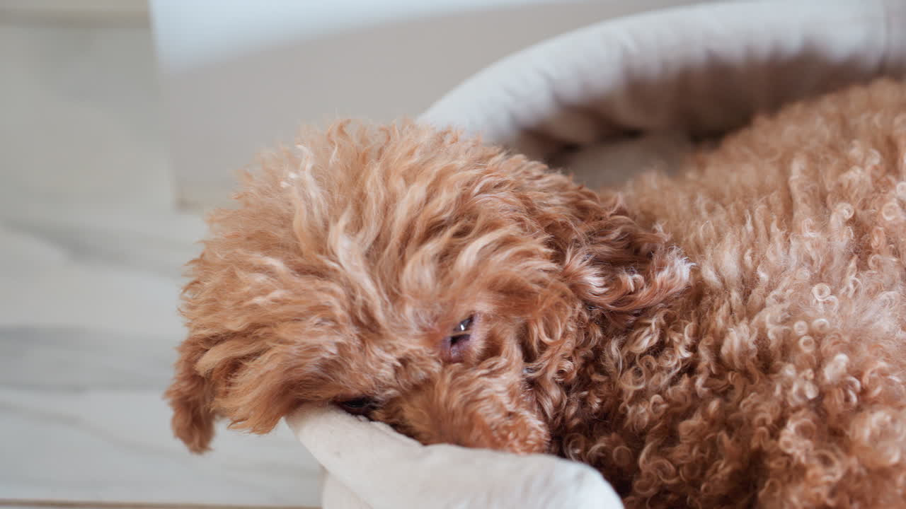 Close up of fluffy brown puppy resting peacefully in soft round pet bed with tired blinking eyes, curly fur slightly tousled, capturing heartwarming indoor moment filled with warmth