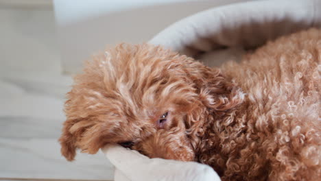 close up of fluffy brown puppy resting peacefully in soft round pet bed with tired blinking eyes, curly fur slightly tousled, capturing heartwarming indoor moment filled with warmth