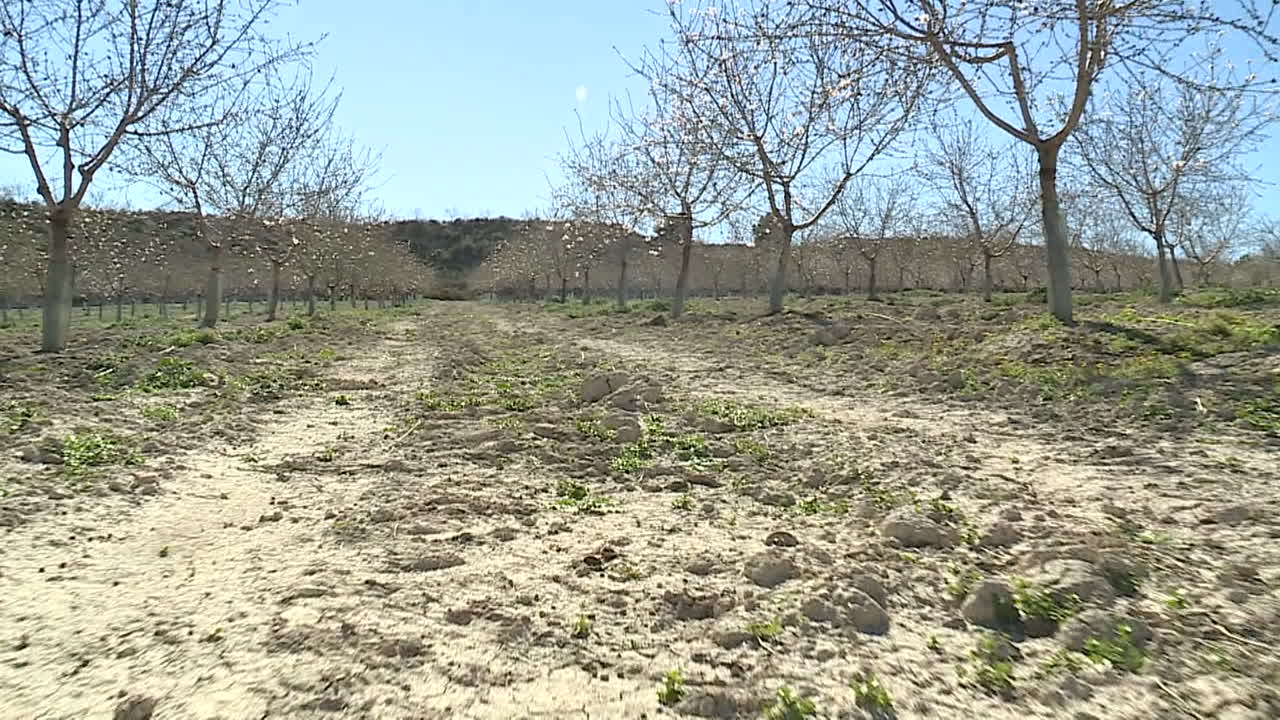 Almond Orchard Path in Winter