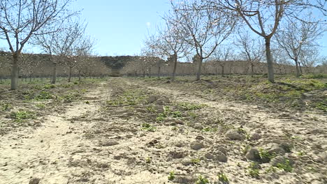 almond orchard path in winter