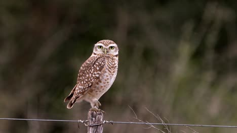 A-burrowing-owl-perching-on-a-countryside-post-turning-head-and-looking-at-camera