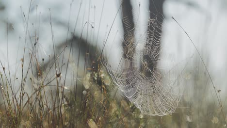 spider in a web in grasslands